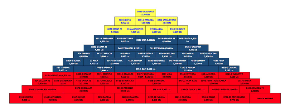 piramide de clasificacion