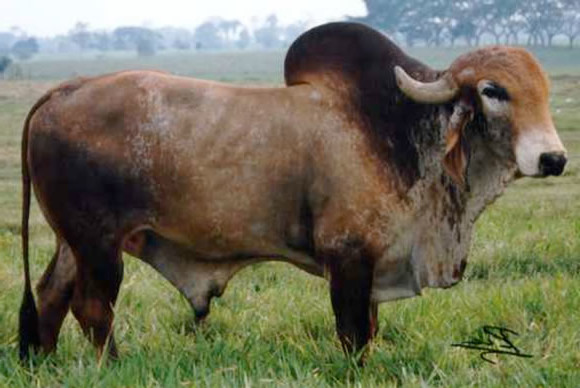 Lampejo de Brasilia